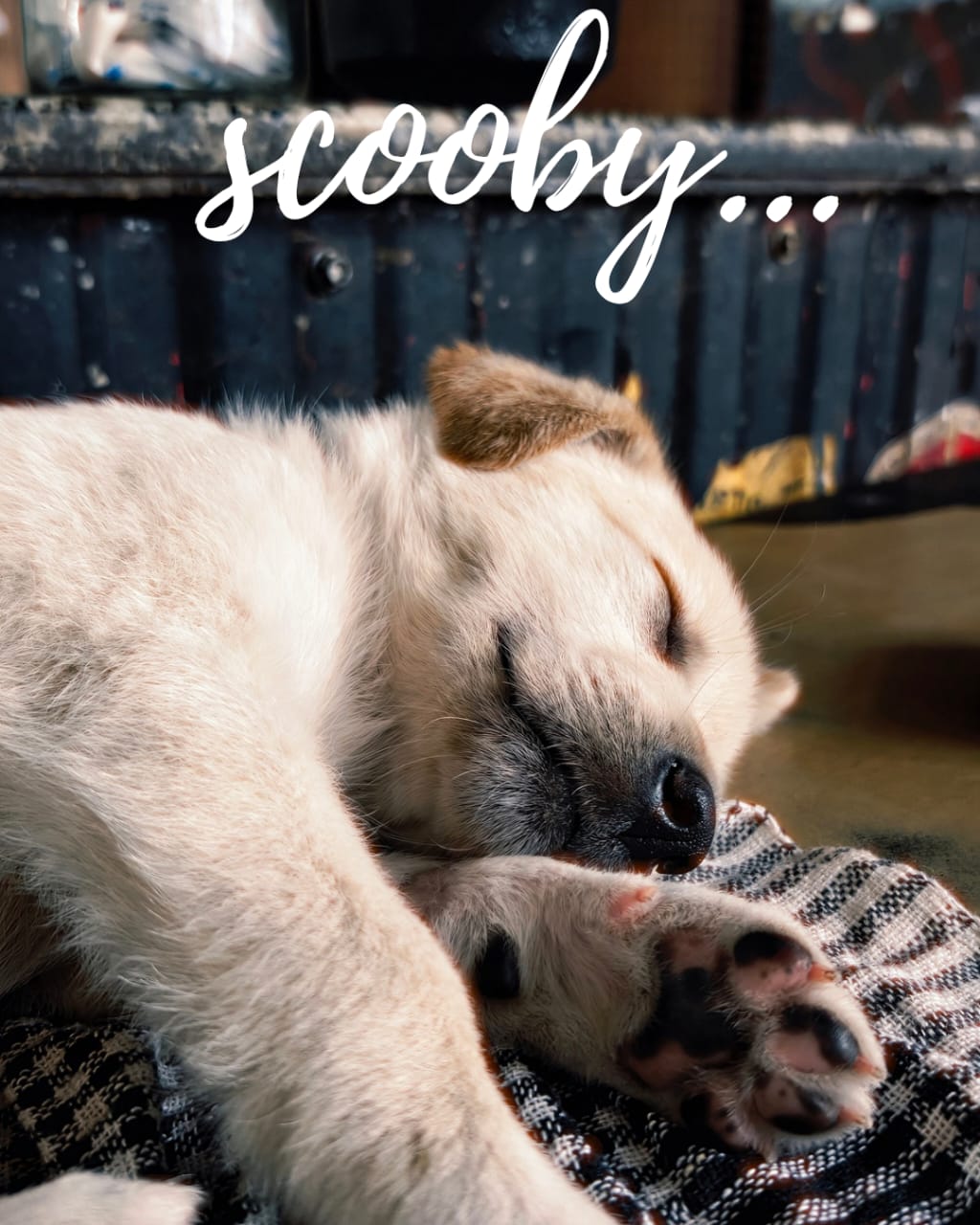 The Little Puppy We Met at Campty falls