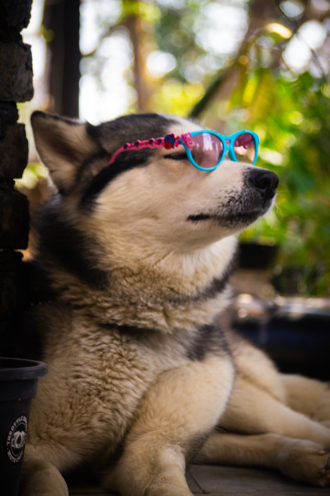 Because the best café moments are even better when your four-legged friends are part of them.